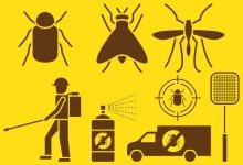 Insect Control During the Rainy Season