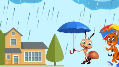 Need of Medical Care for Rainy Season Poisonous Insects at Home