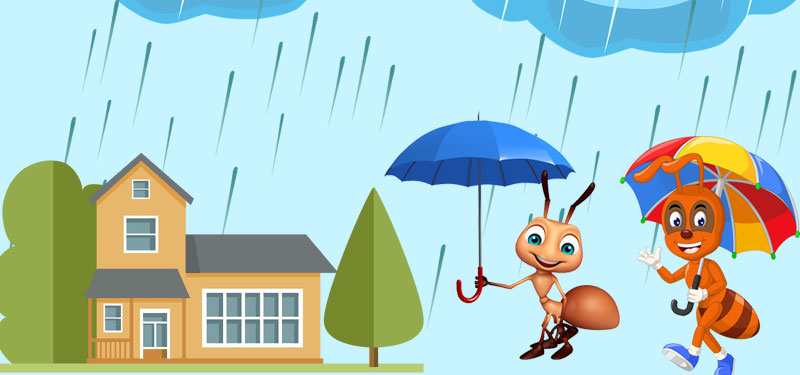 Need of Medical Care for Rainy Season Poisonous Insects at Home