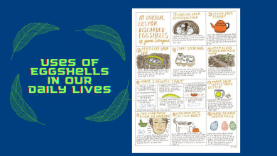 Uses of Eggshells in Our Daily Lives