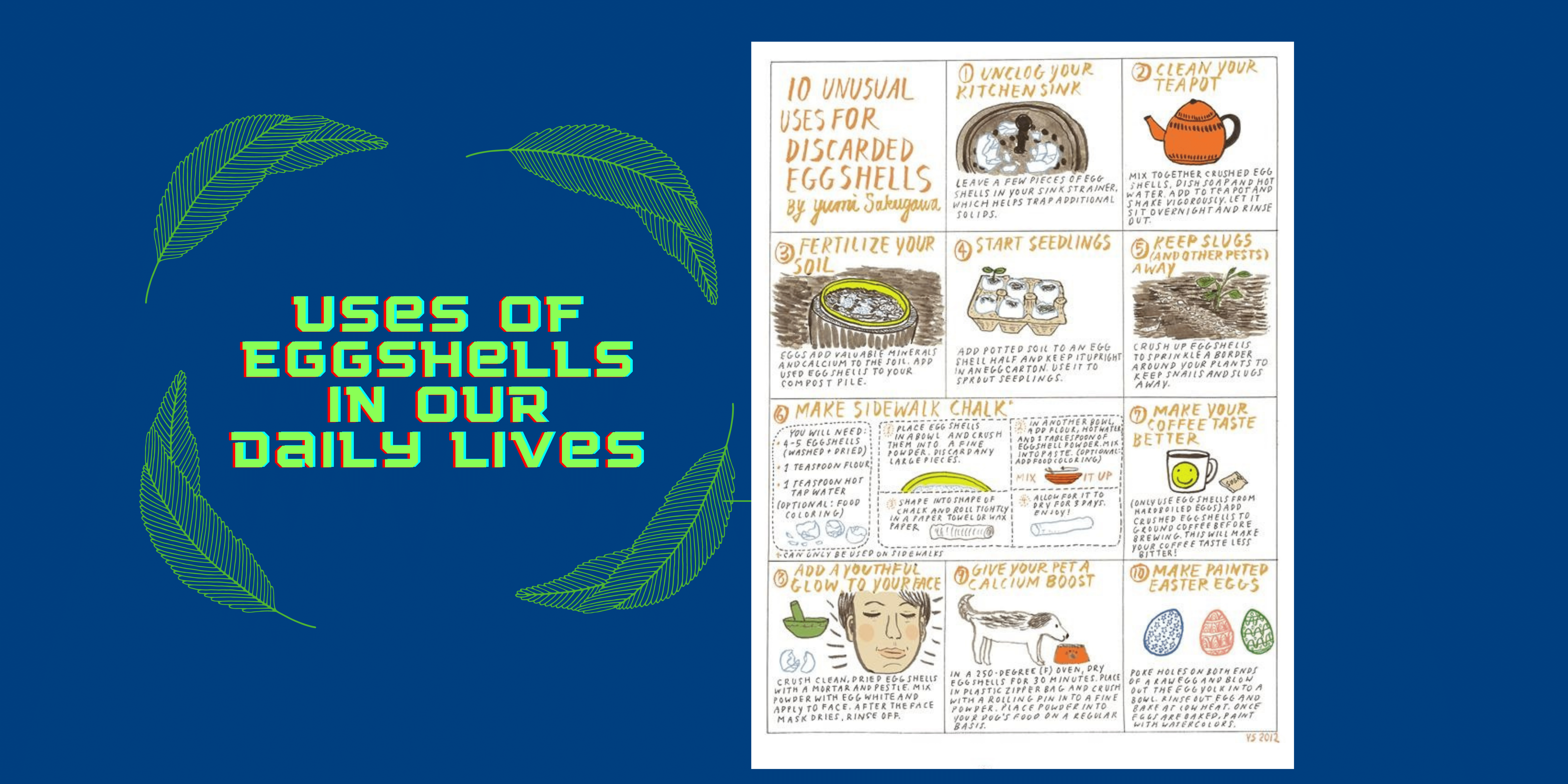 Uses of Eggshells in Our Daily Lives