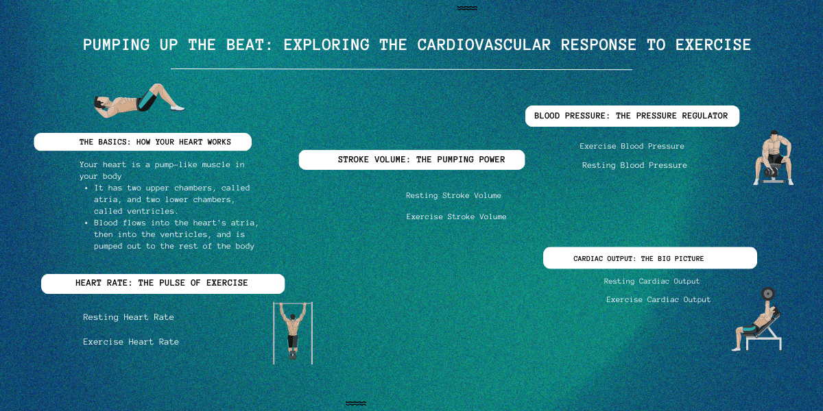 Cardiovascular response to exercise