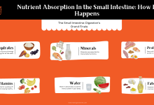 Small Intestine Nutrient Absorption