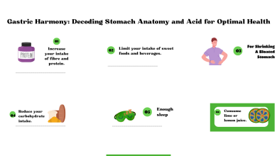 Stomach anatomy and gastric acid