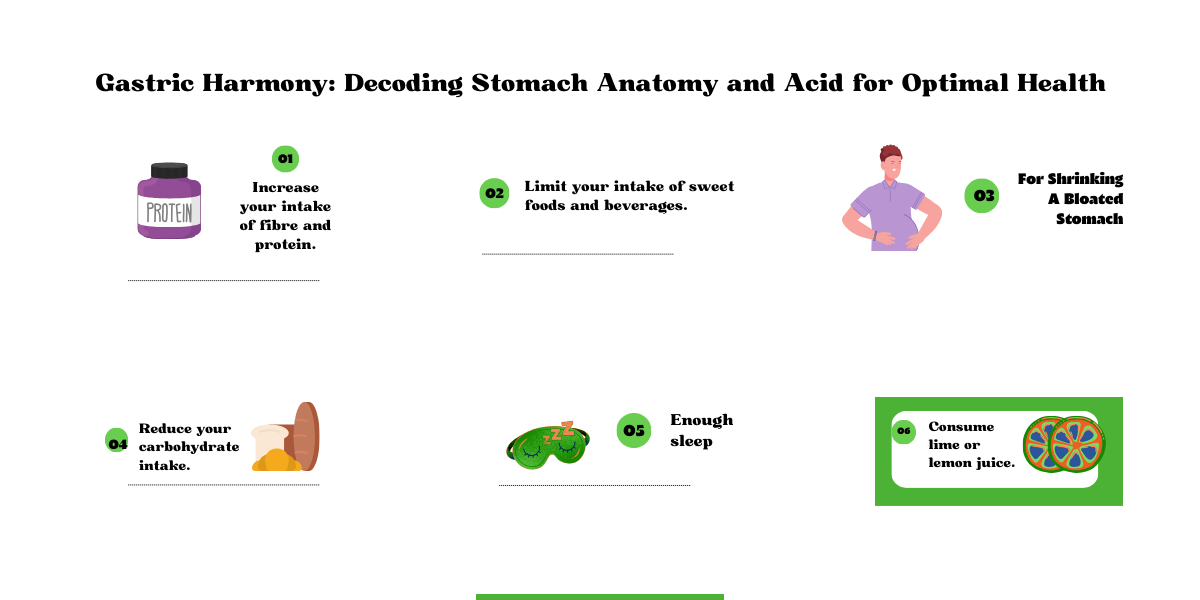 Stomach anatomy and gastric acid