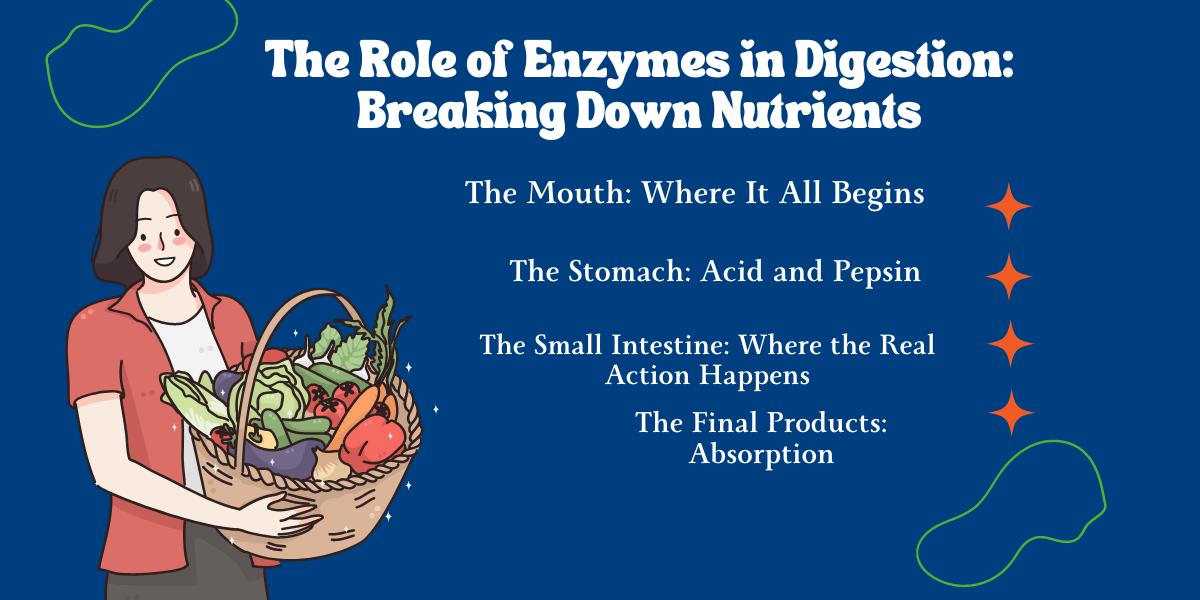 Enzymes in digestion