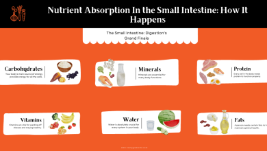 Small Intestine Nutrient Absorption