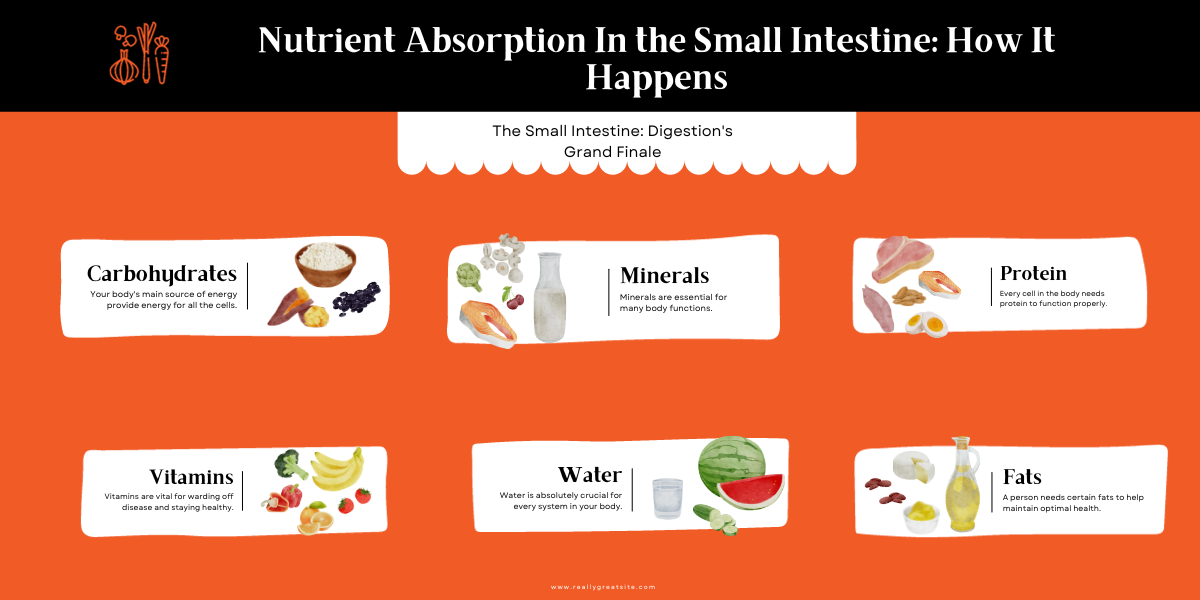 Small Intestine Nutrient Absorption