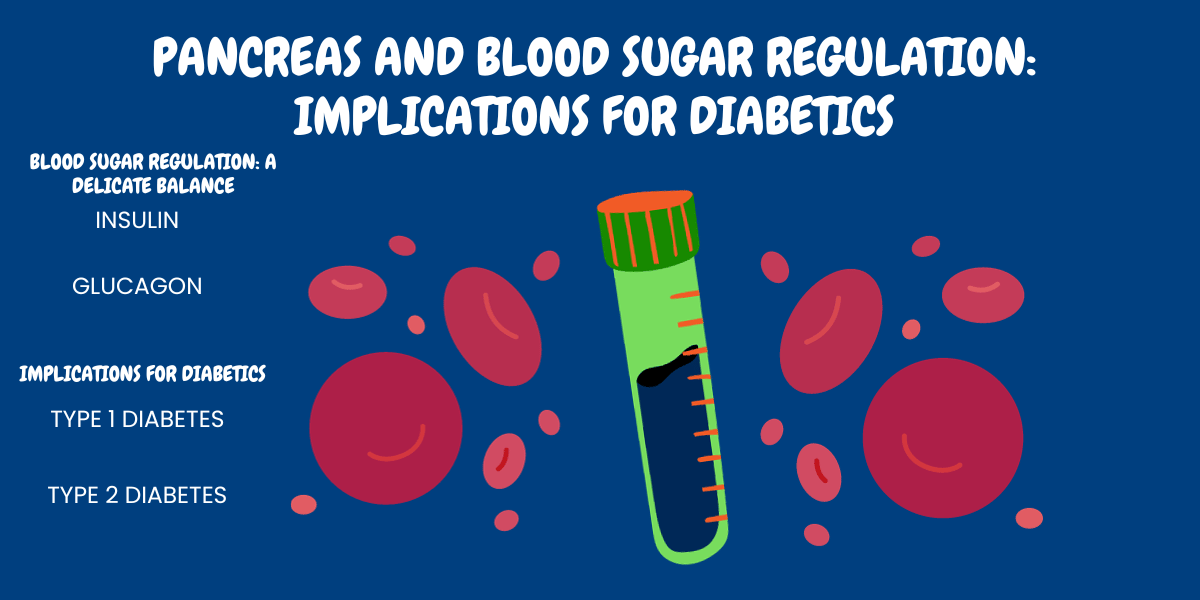 Pancreas and Blood Sugar Regulation