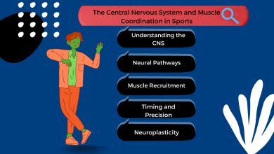 Central Nervous System and Muscle Coordination in Sports