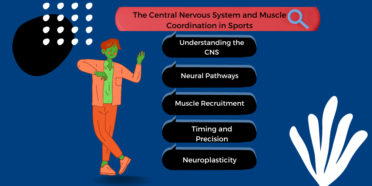 Central Nervous System and Muscle Coordination in Sports