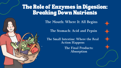 Enzymes in digestion