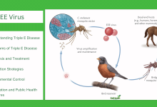 Triple E Disease